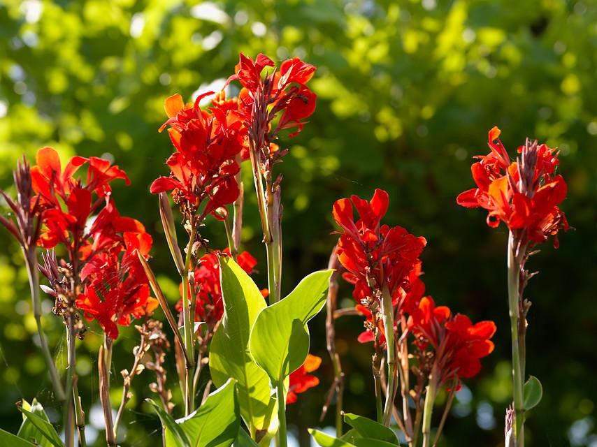 Canna 'Firebird'