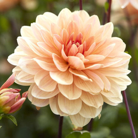 Dahlia Bulbs (Waterlily) - Apricot Desire