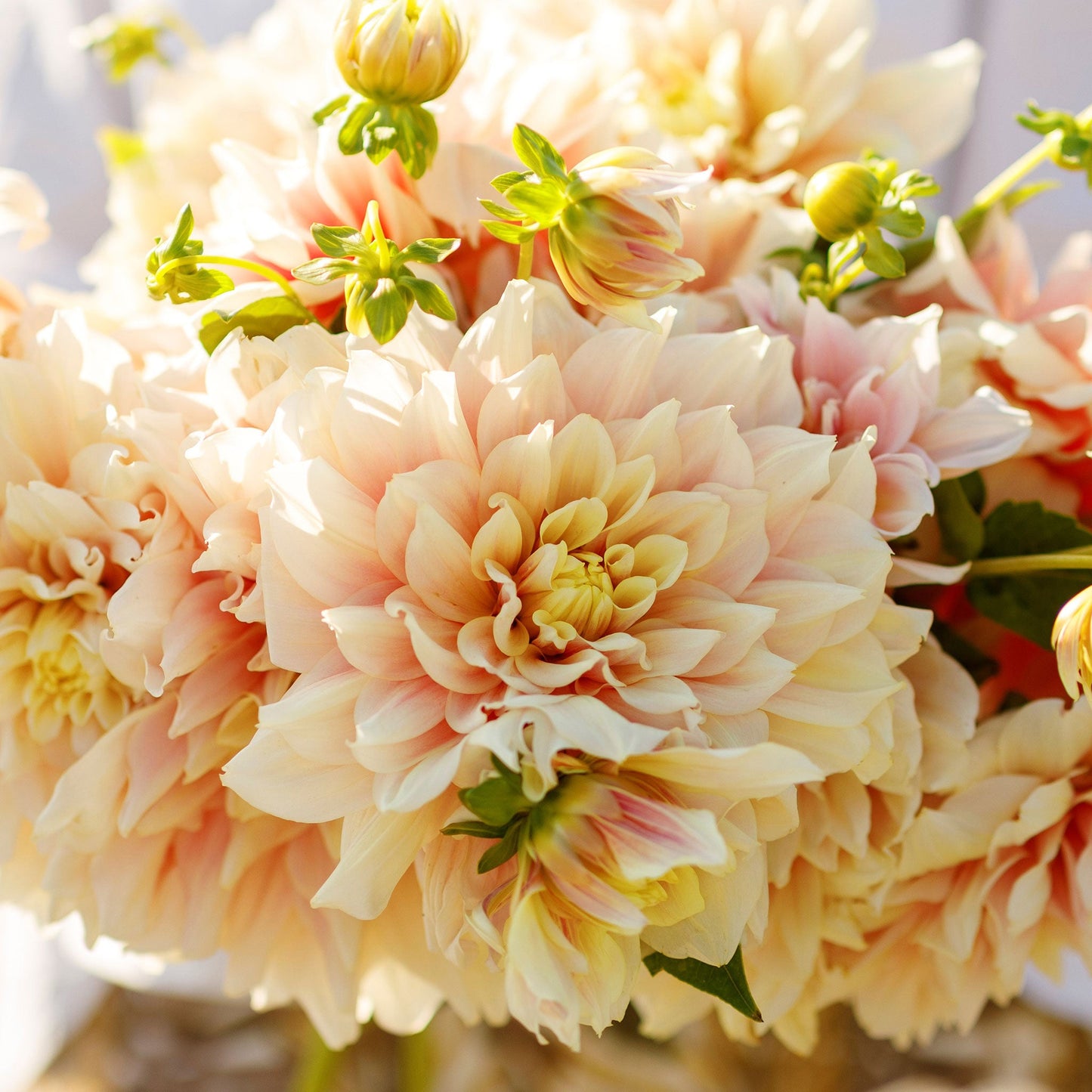 Dahlia Bulbs (Dinnerplate) - Break Out