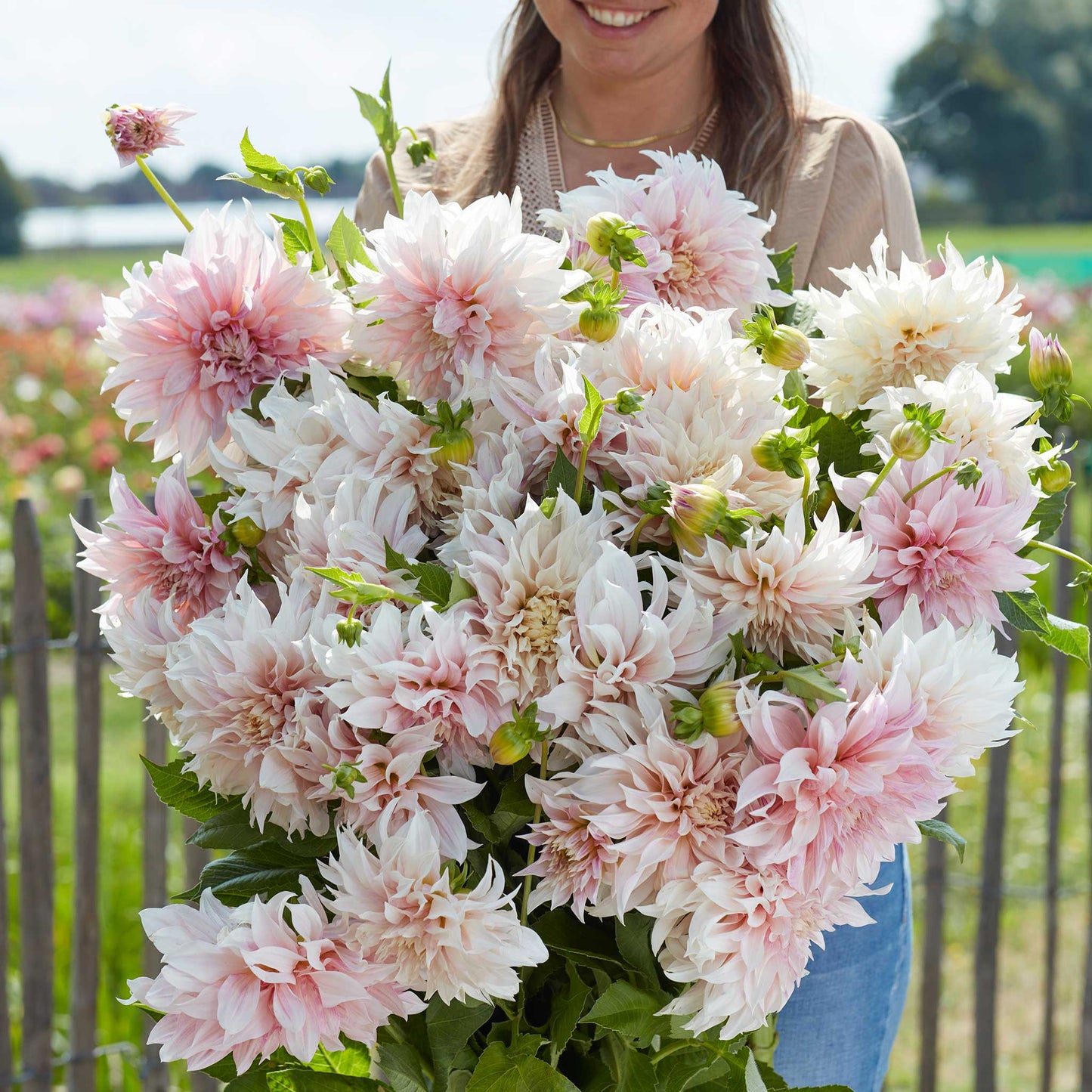 Dahlia Bulbs (Dinnerplate) - Cafe au Lait