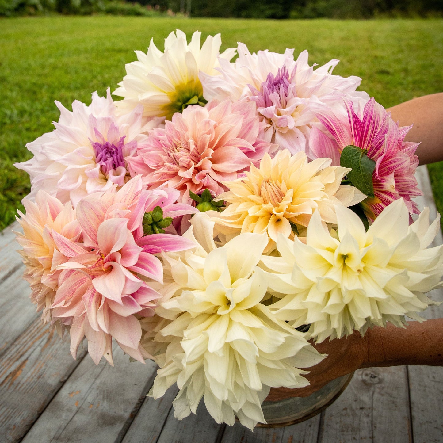 Dahlia Bulbs (Dinnerplate) - Celestial Mix