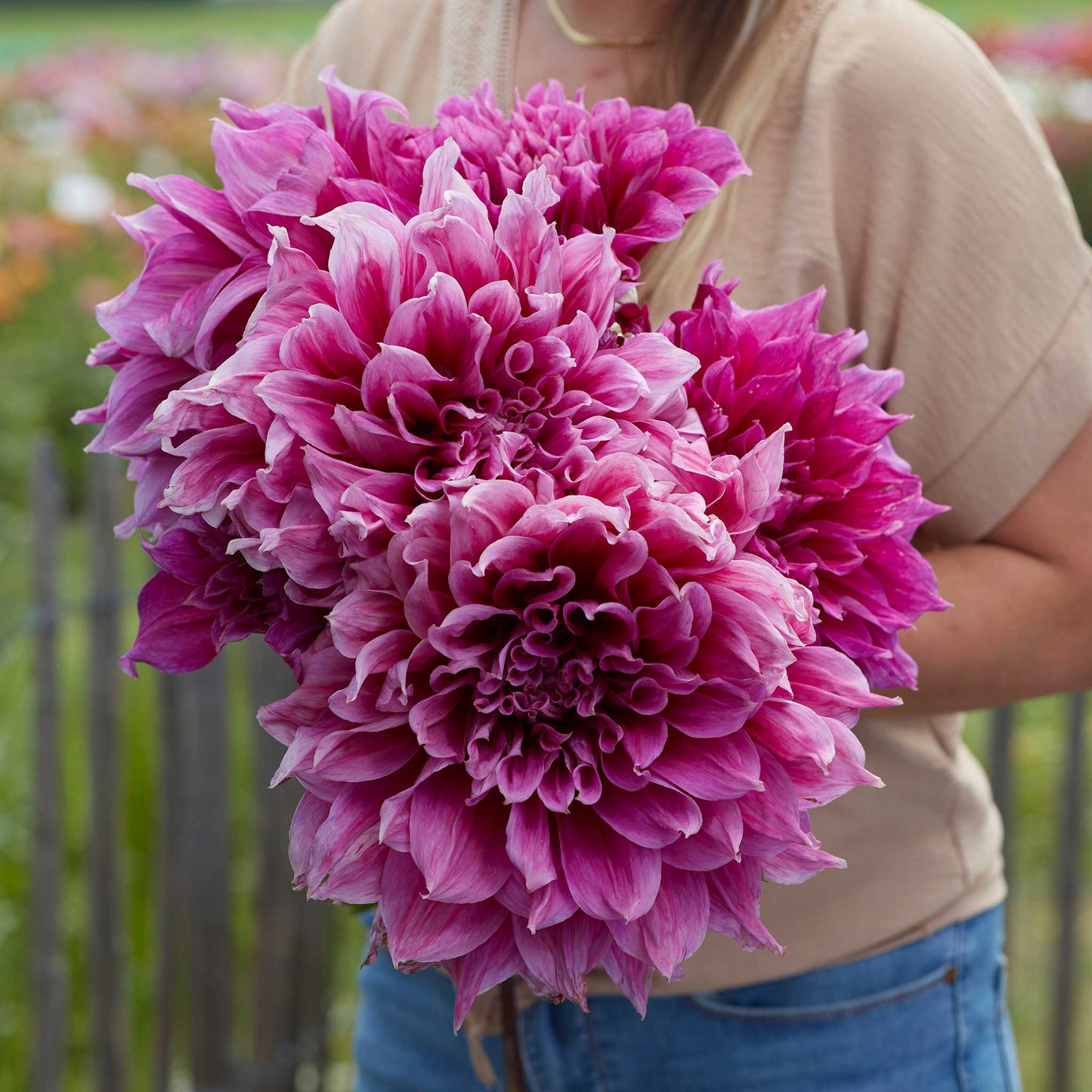 Dahlia Bulbs (Dinnerplate) - Emory Paul