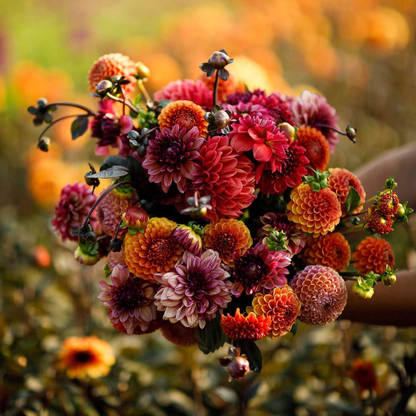 Dahlia Bulbs (Ball & Decorative) - Old Rose Mix