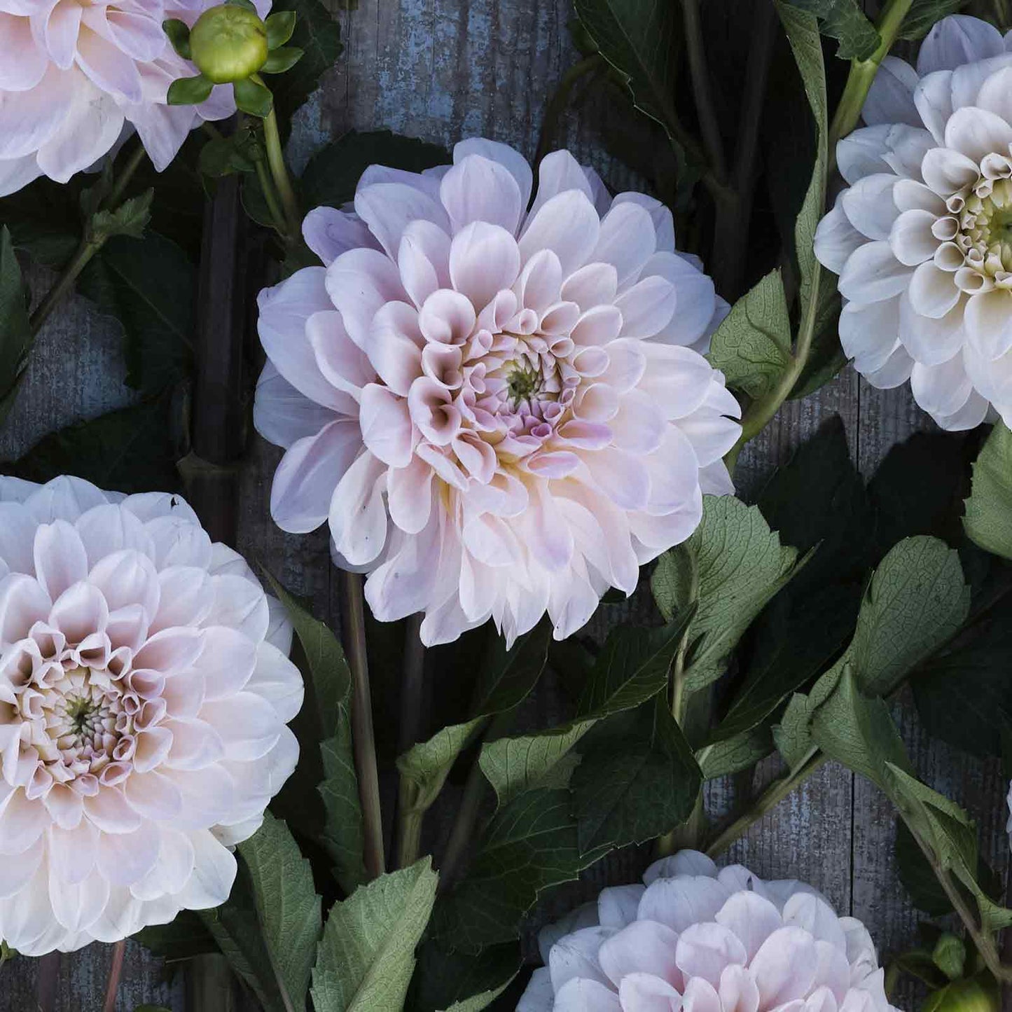 Dahlia Bulbs (Decorative) - Sweet Nathalie