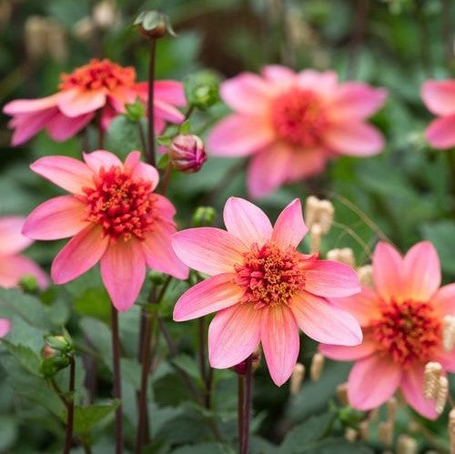 Dahlia Bulbs (Anemone-Flowered) - Totally Tangerine