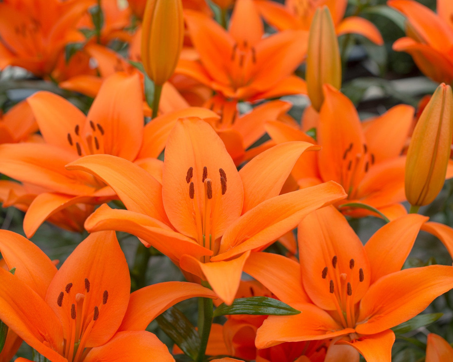 Lily 'Orange County'