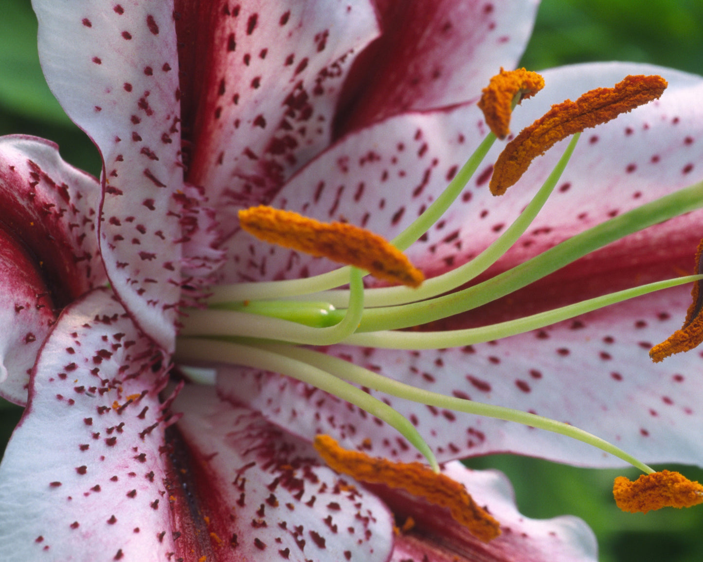 Lily 'Dizzy'