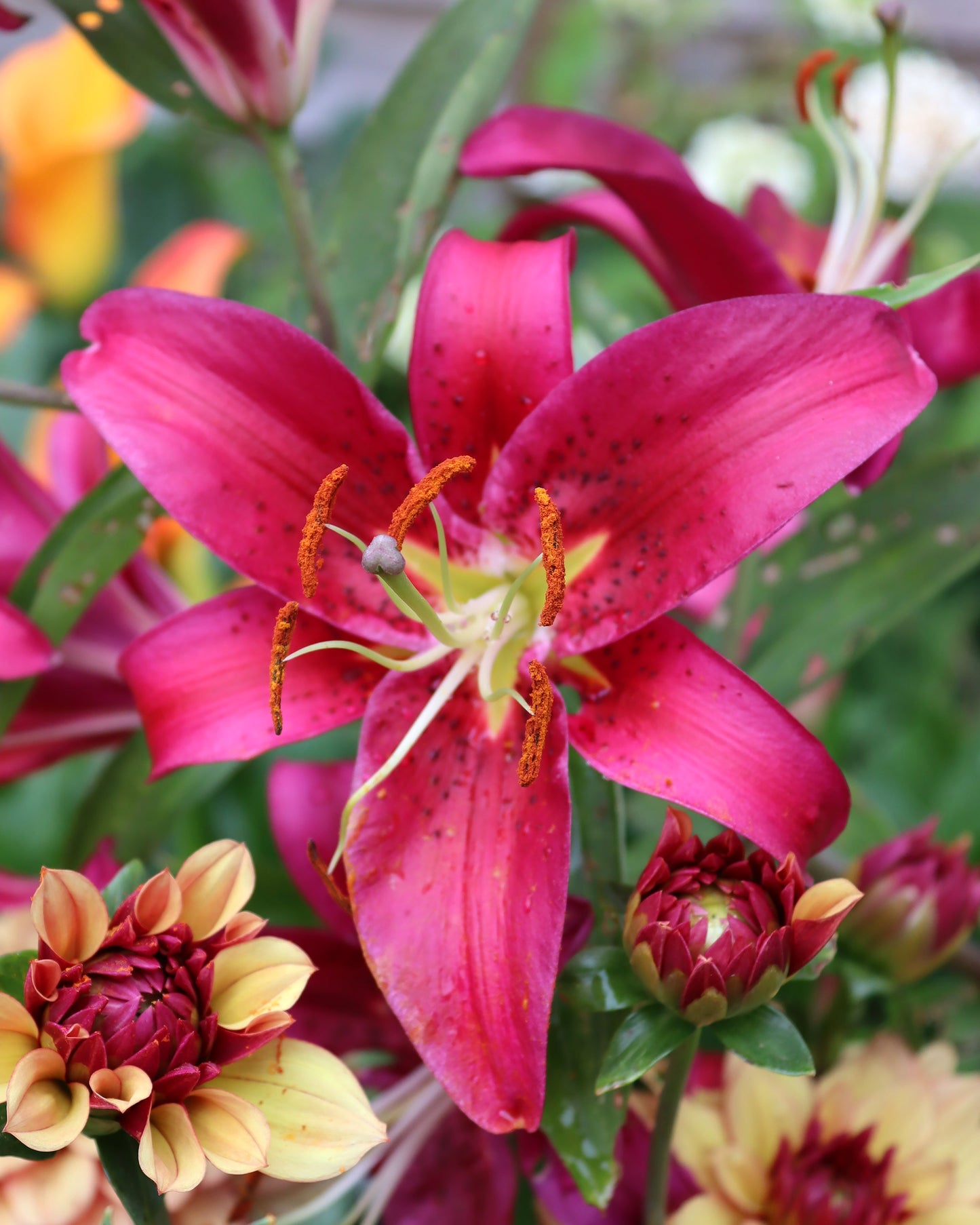 Lily 'Montezuma'