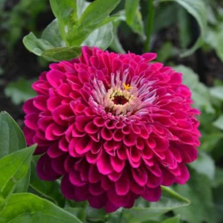 Zinnia Seeds - Benary Giant Wine