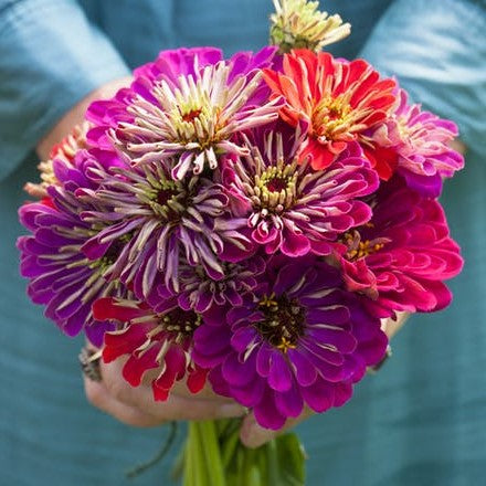 Zinnia Seeds - Meteor Shower Mix