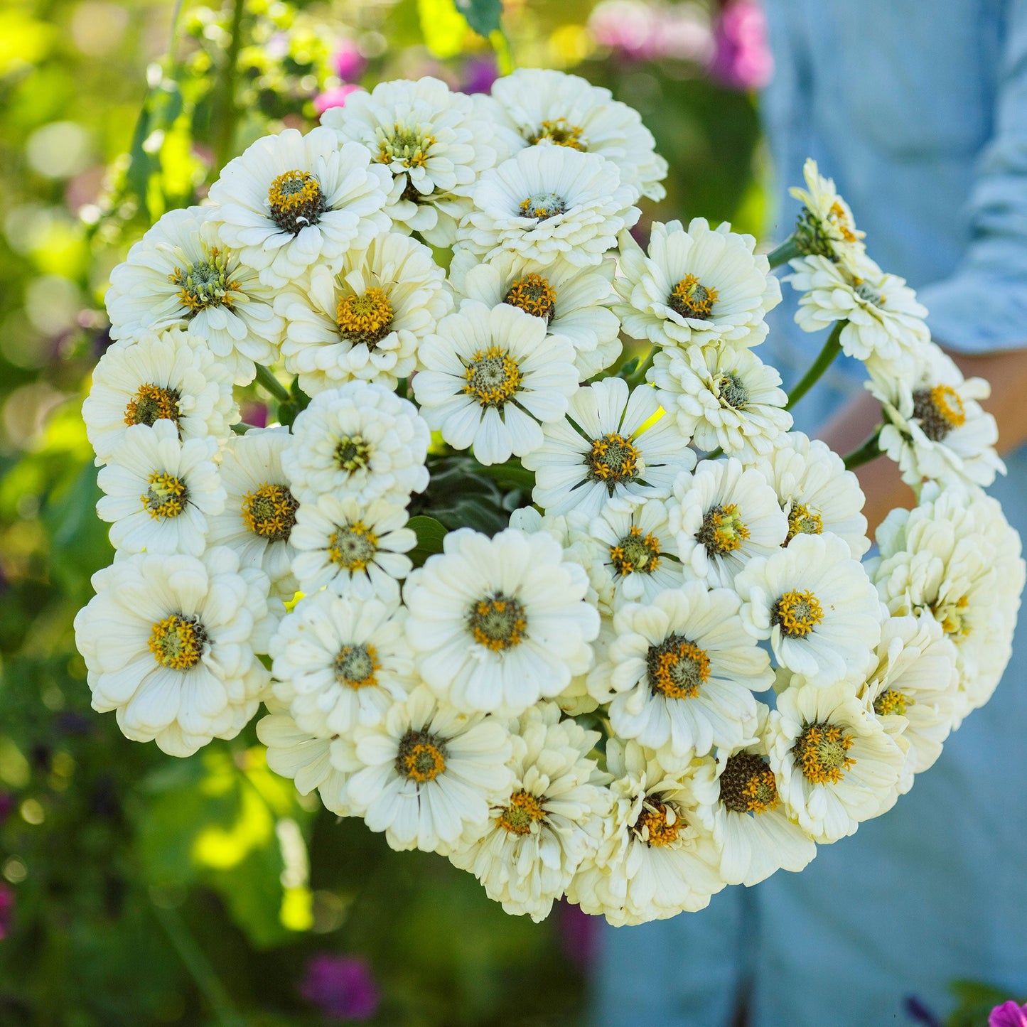 Zinnia Seeds - Polar Bear