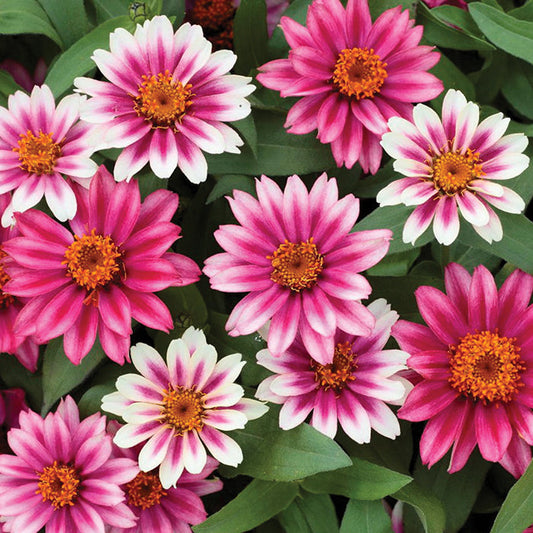 Zinnia Seeds - Profusion Cherry Bicolor