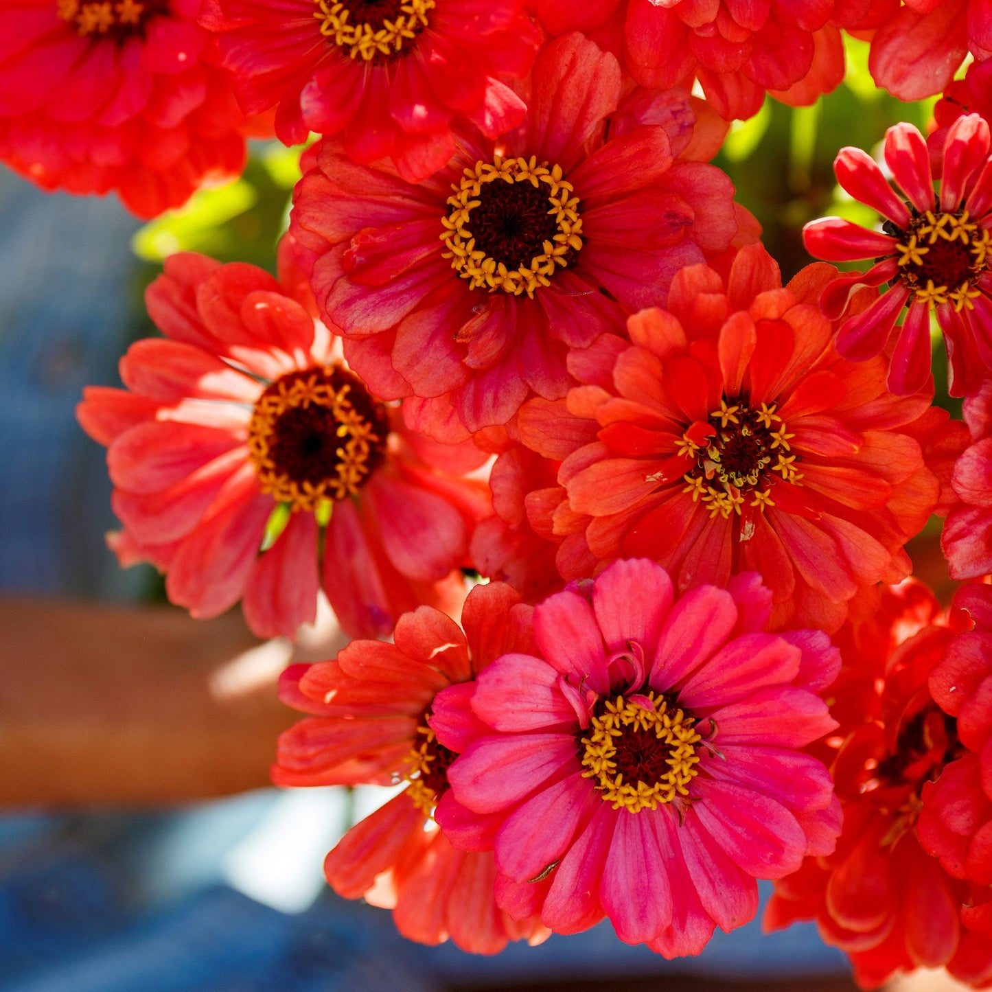 Zinnia Seeds - Salmon Queen