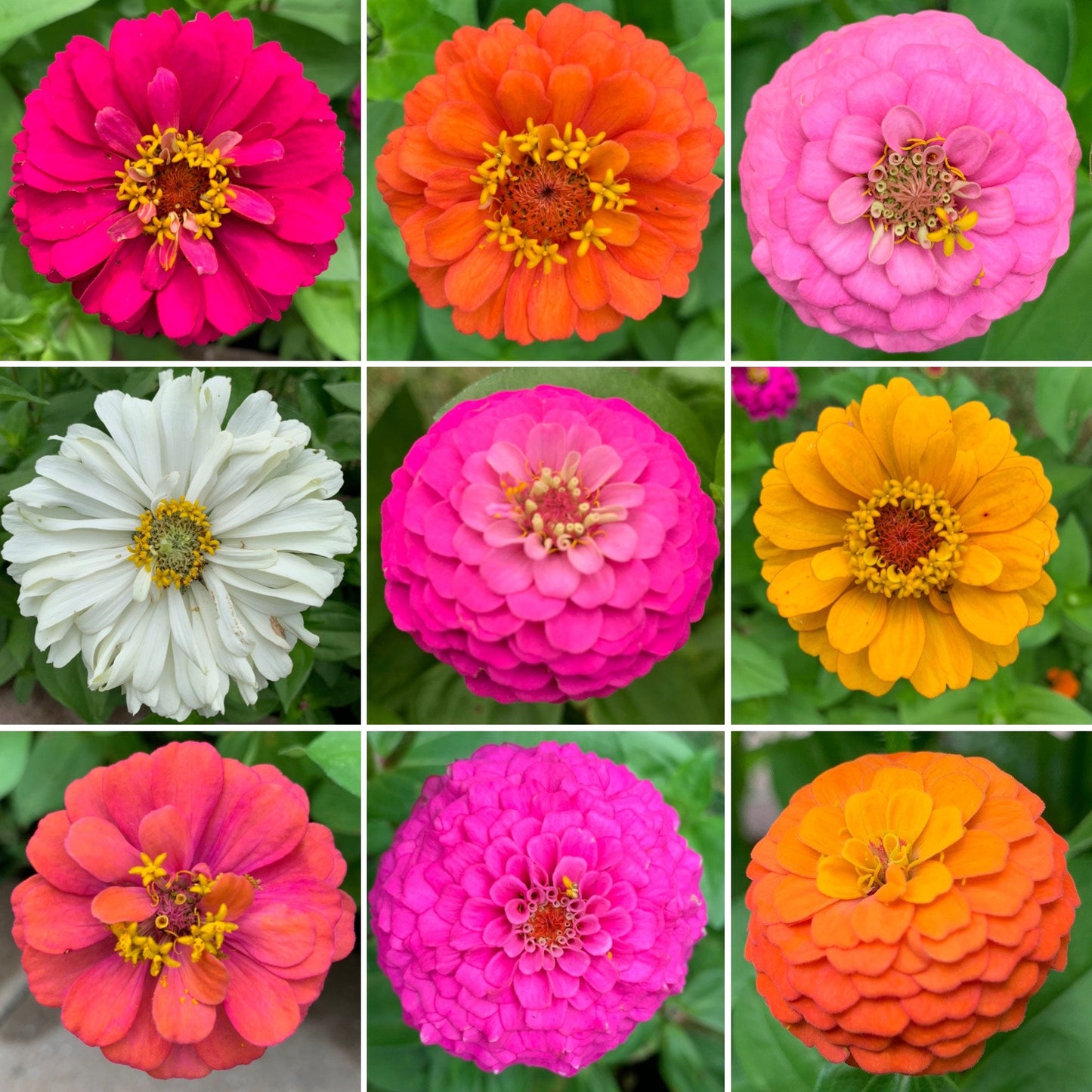 Zin Master - Zinnia Flower Seed Mix